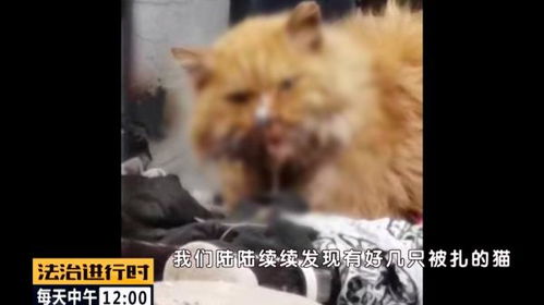 钉枪射杀流浪猫，两男子残忍行为引发的社会反思与法律责任